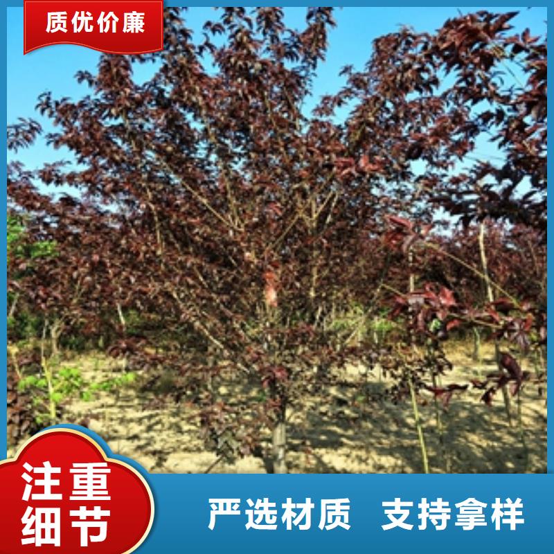 桃树占地果树同行低价