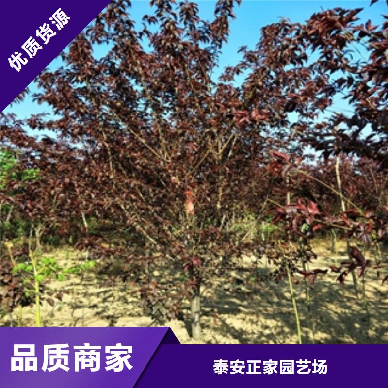 桃树-绿化树绿化工程大厂家实力看得见