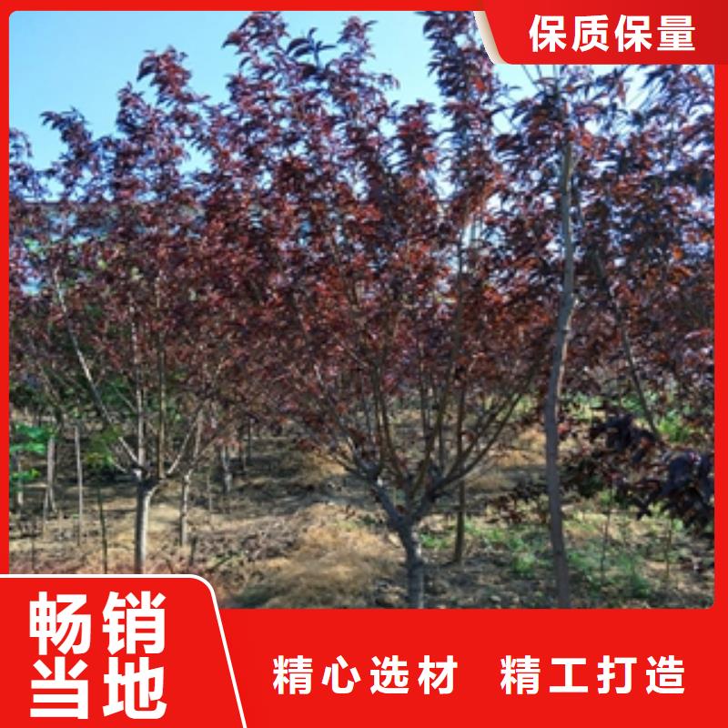 泰山景松 造型景松视频-泰山景松 造型景松-正家园艺场(红河市分公司)服务区域弥勒|开远|丽江|保山|迪庆|昭通|临沧|大理