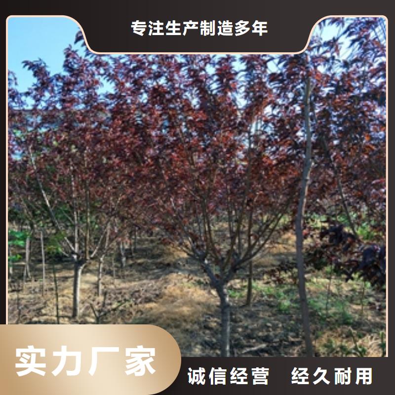 桃树泰山景松造型景松源头直供