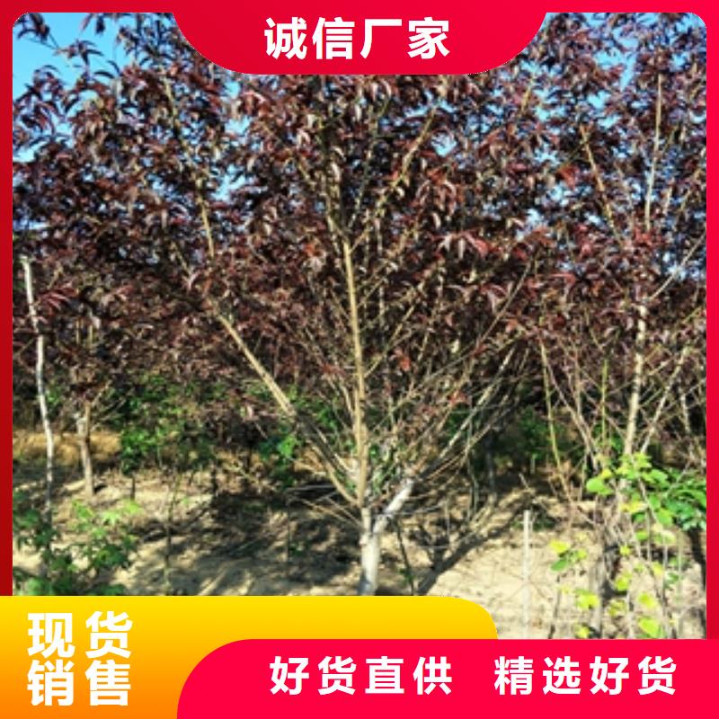 桃树碧桃质检严格