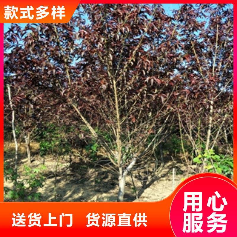 桃树占地果树同行低价