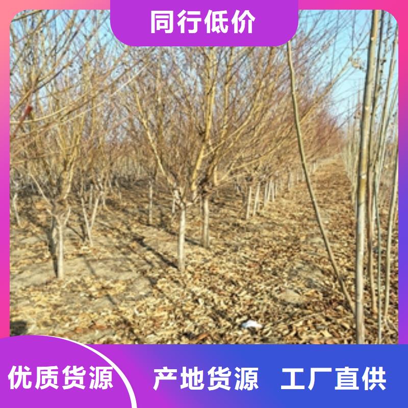 泰山景松 造型景松视频-泰山景松 造型景松-正家园艺场(红河市分公司)服务区域弥勒|开远|丽江|保山|迪庆|昭通|临沧|大理