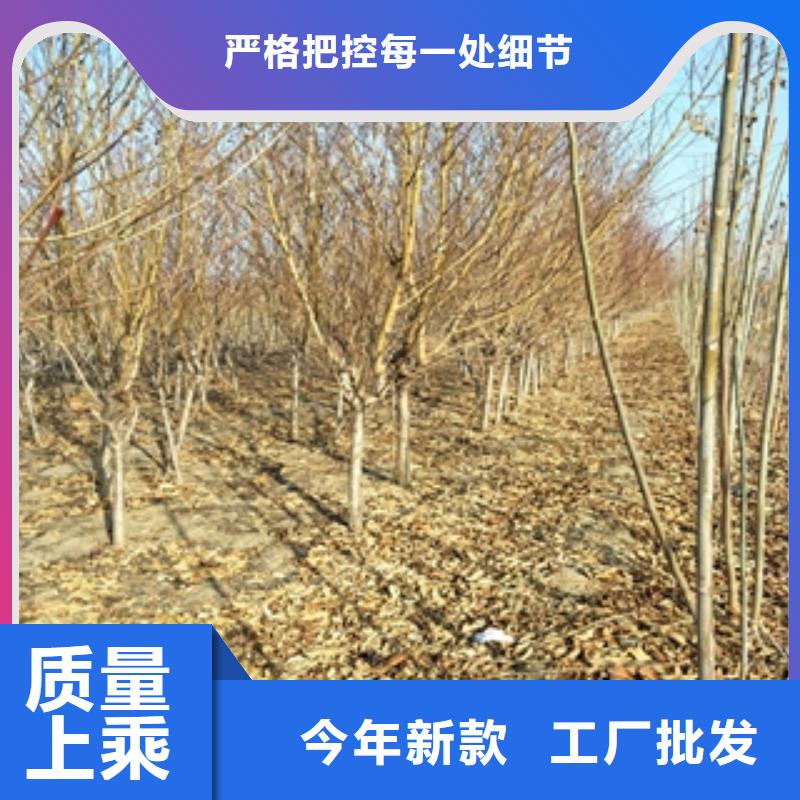 桃树碧桃质检严格