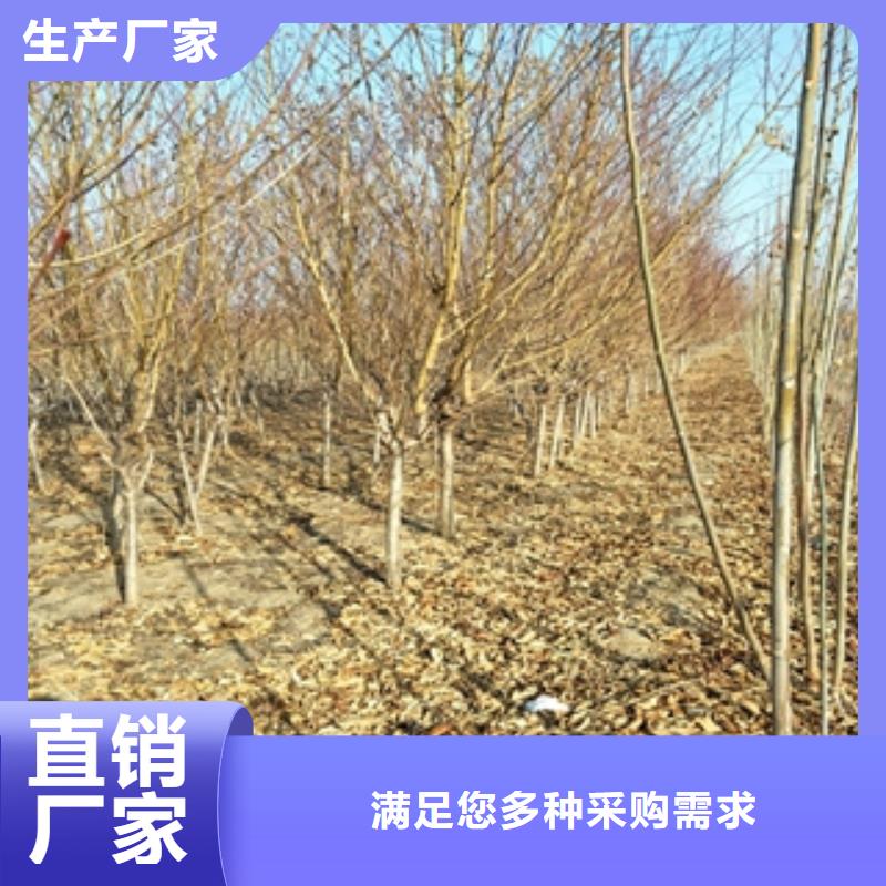 桃树占地果树值得信赖