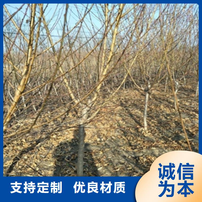 桃树国槐实力公司