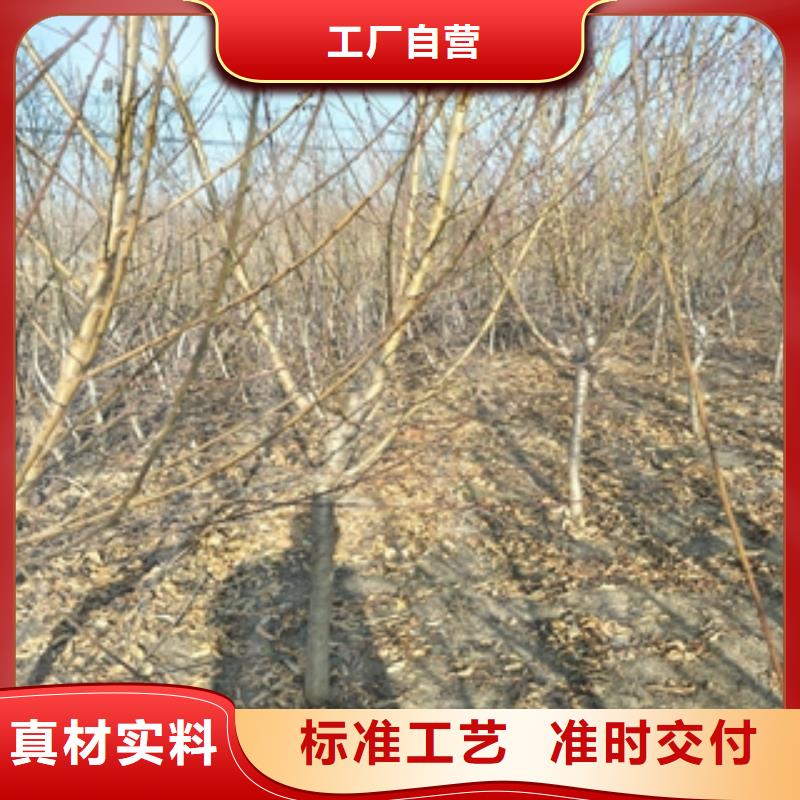 泰山景松 造型景松视频-泰山景松 造型景松_山西省忻州市市场覆盖保德|河曲|晋中|朔州|吕梁|大同|长治等