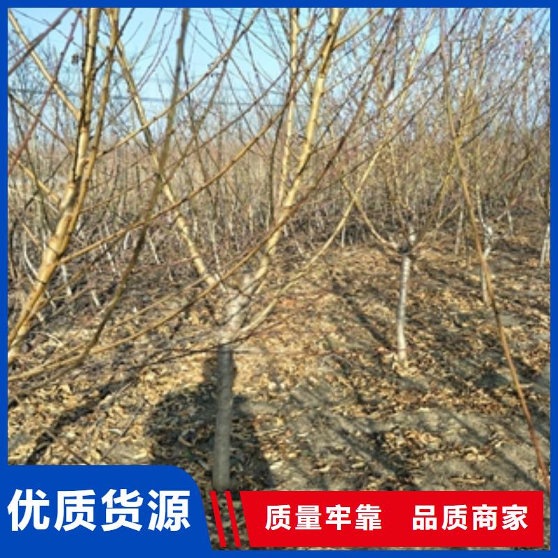 桃树绿化树绿化工程价格低