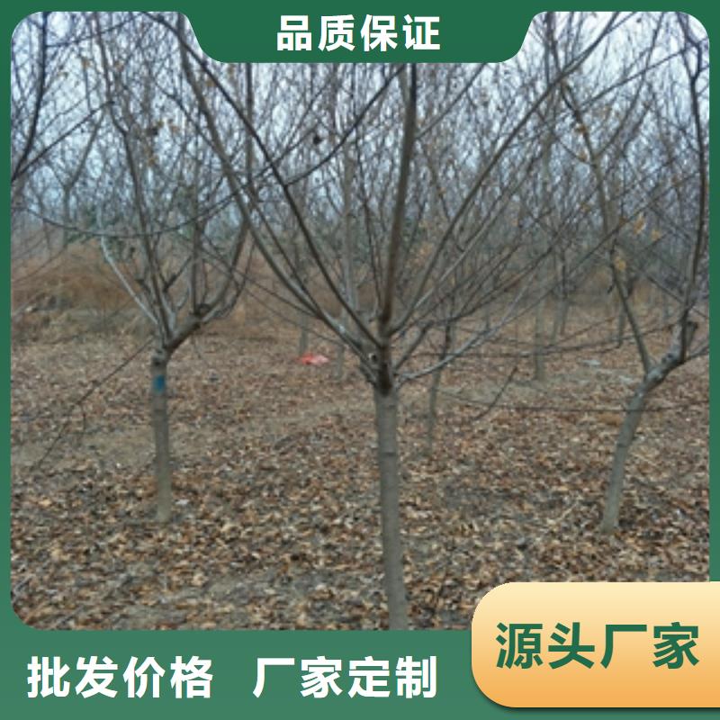 桃树,泰山景松造型景松品质做服务