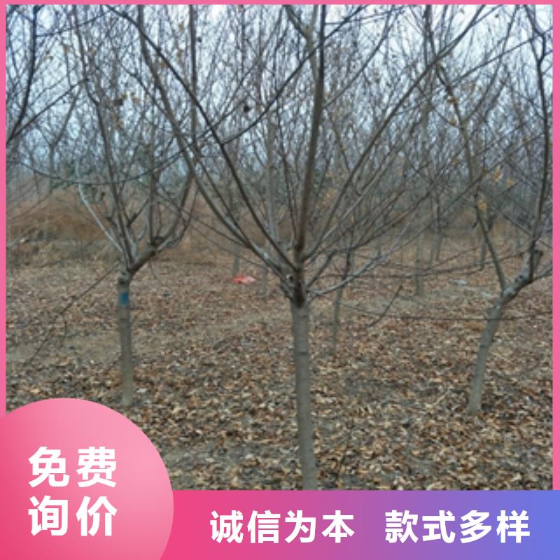 泰山景松 造型景松视频-泰山景松 造型景松-正家园艺场(红河市分公司)服务区域弥勒|开远|丽江|保山|迪庆|昭通|临沧|大理