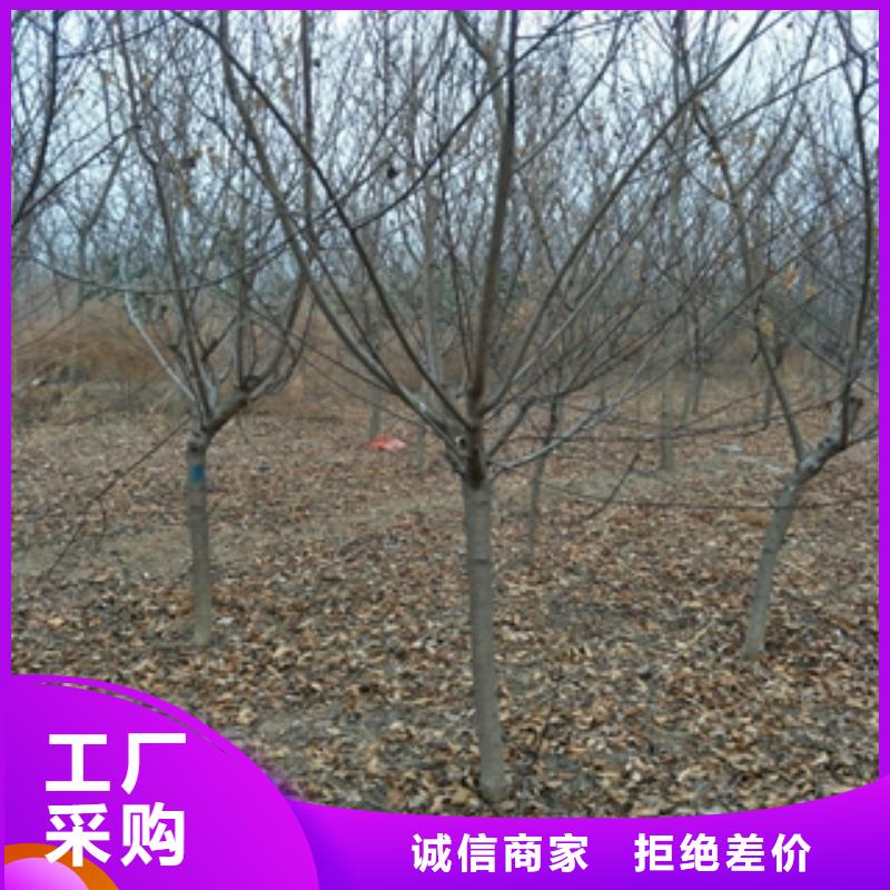 桃树占地果树值得信赖