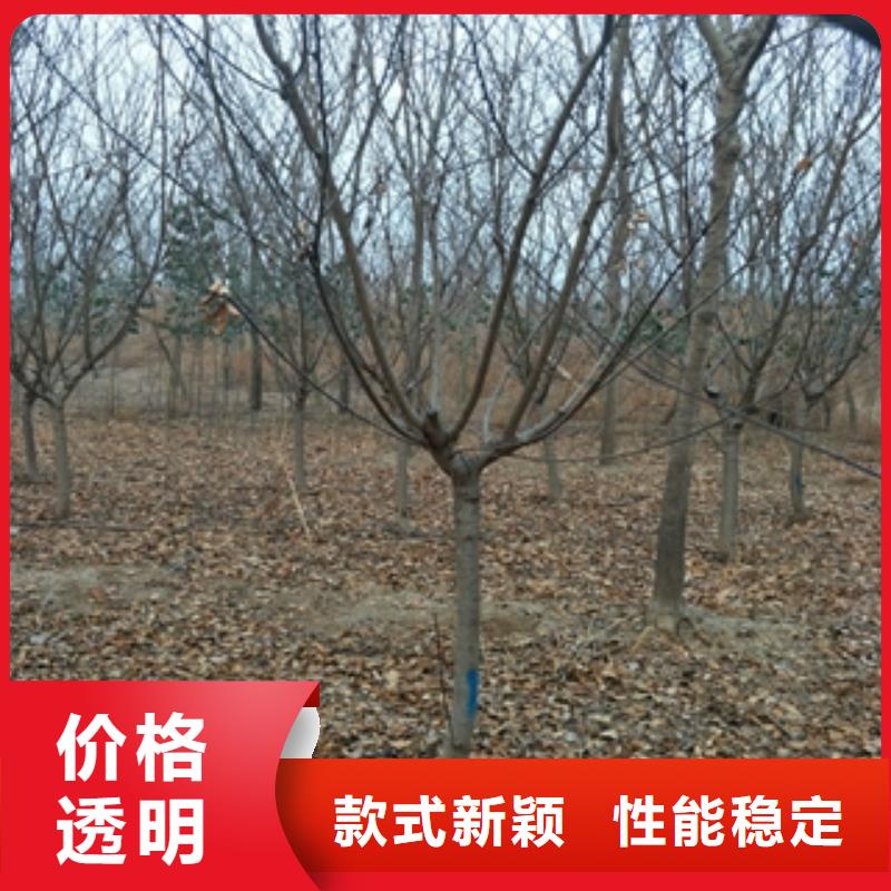 泰山景松 造型景松视频-泰山景松 造型景松-正家园艺场(红河市分公司)服务区域弥勒|开远|丽江|保山|迪庆|昭通|临沧|大理