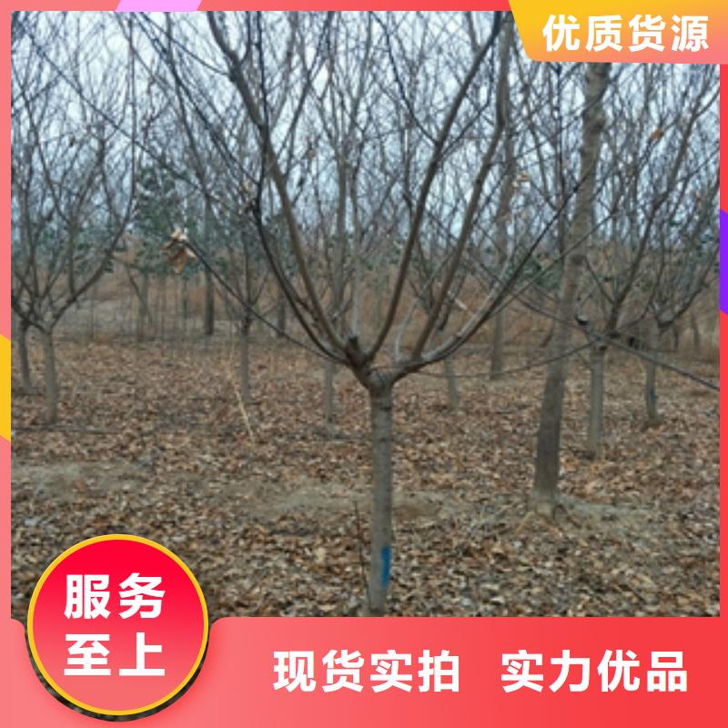 桃树占地果树同行低价