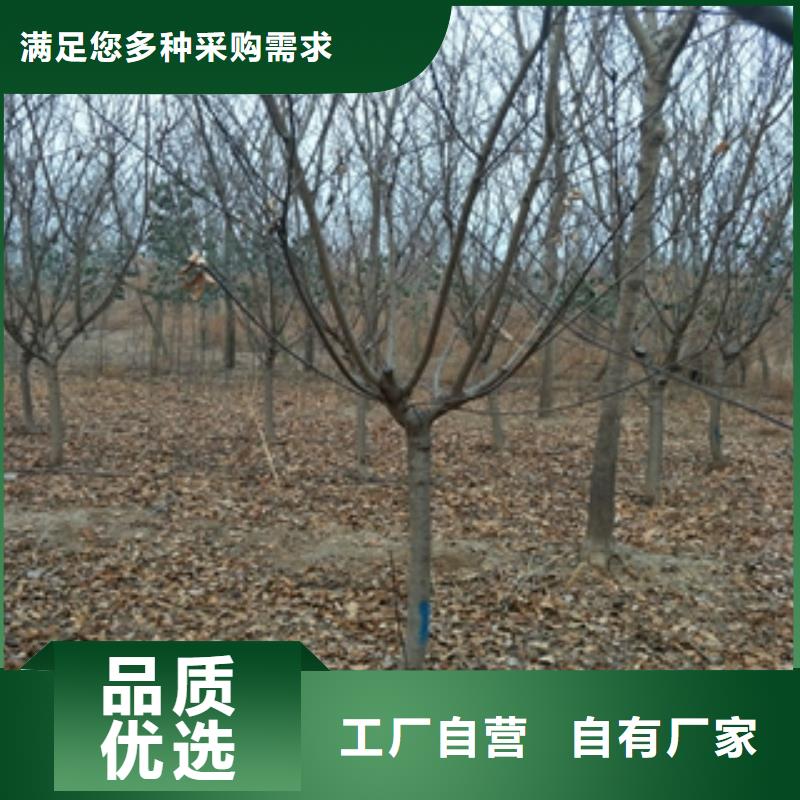 桃树绿化树绿化工程价格低
