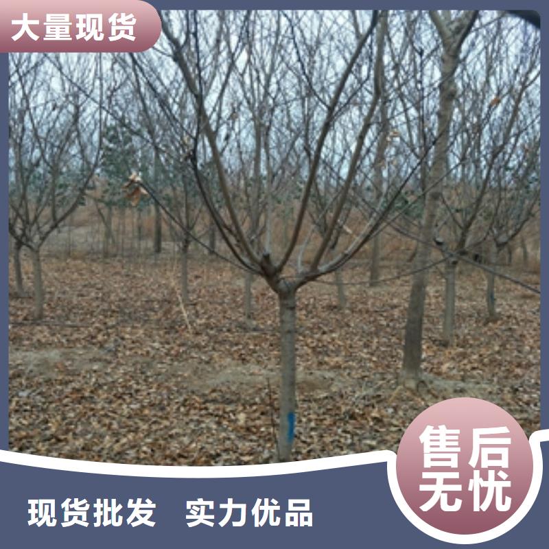 【 桃树-占地果树定制不额外收费】正家泰山景松 造型景松