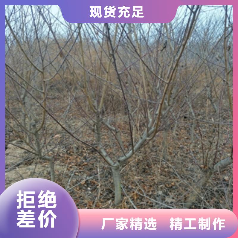 桃树_占地果树一个起售