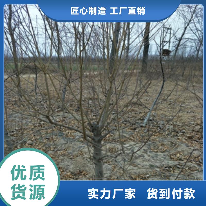 桃树蓝莓苗厂家规格全