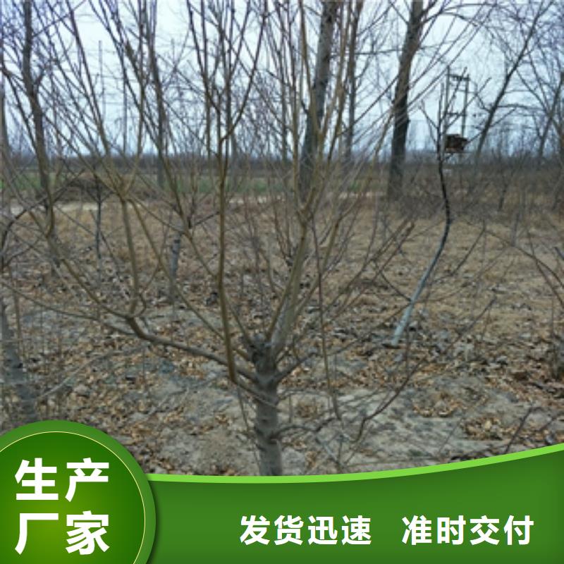 桃树占地果树值得信赖