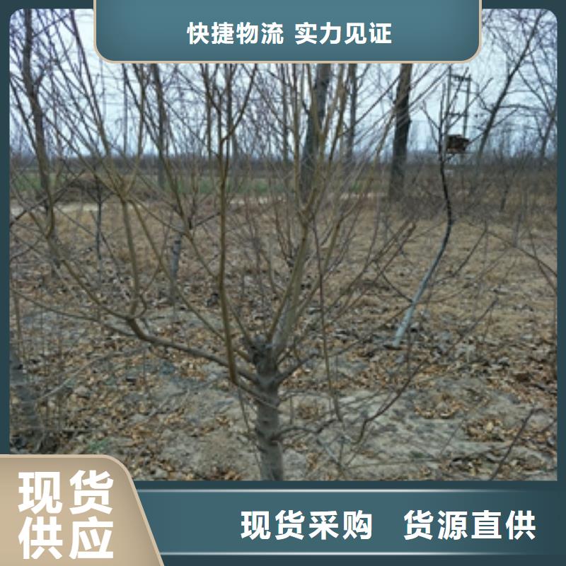 桃树绿化树绿化工程价格低