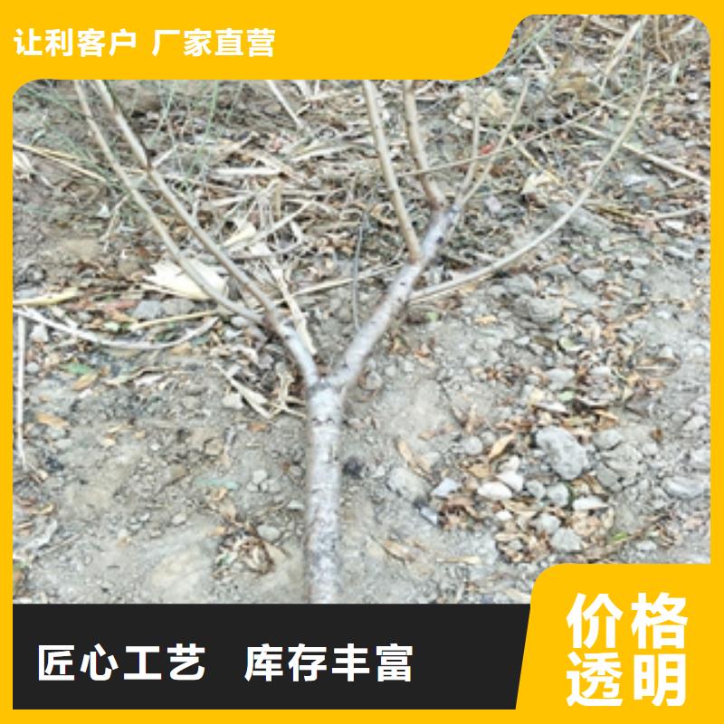 桃树核桃苗樱花苗长果桑树苗服务周到