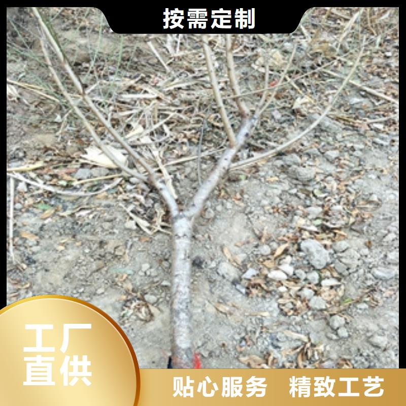 【 桃树-占地果树定制不额外收费】正家泰山景松 造型景松