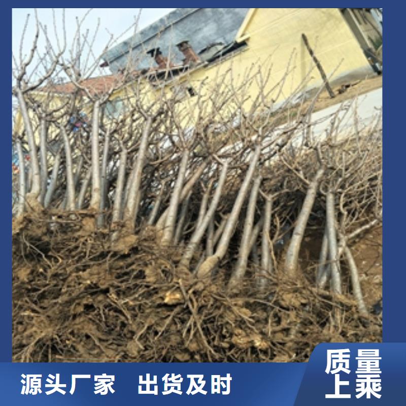【 桃树-占地果树定制不额外收费】正家泰山景松 造型景松