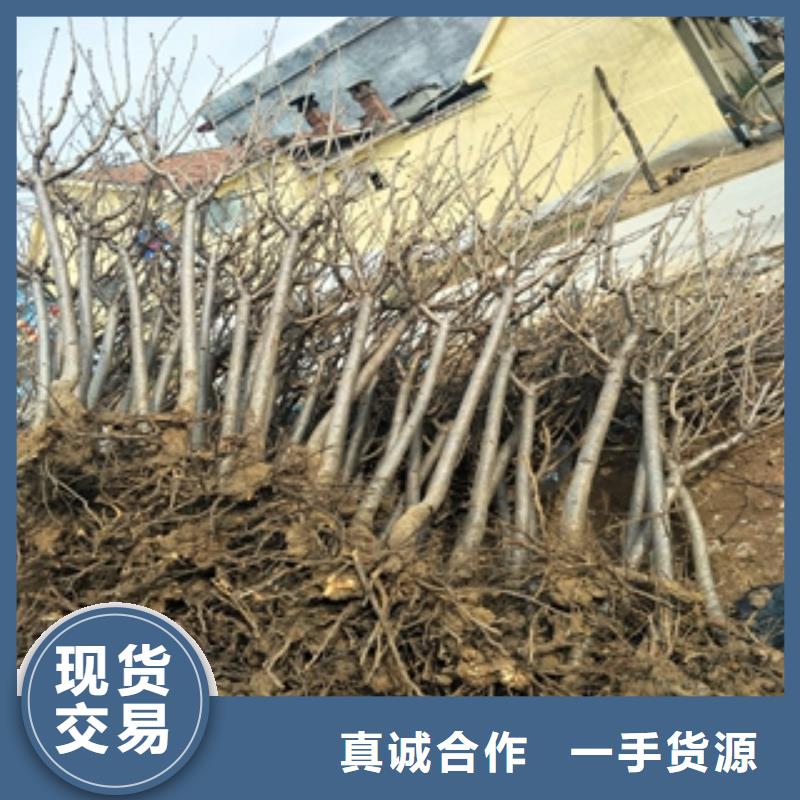 桃树泰山景松造型景松订购
