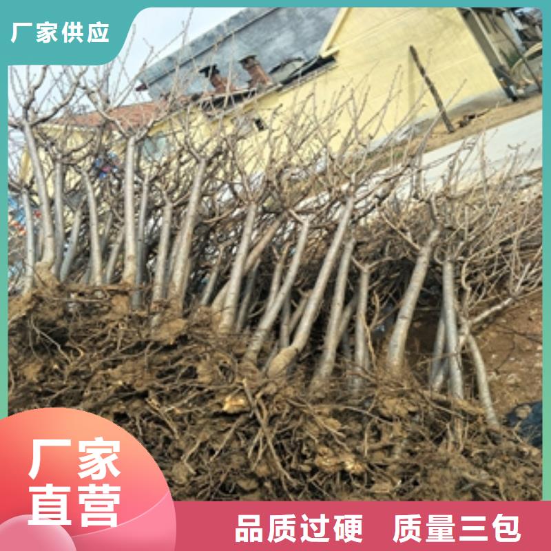 【 桃树,绿化树 绿化工程现货】-正家园艺场(南京市分公司)