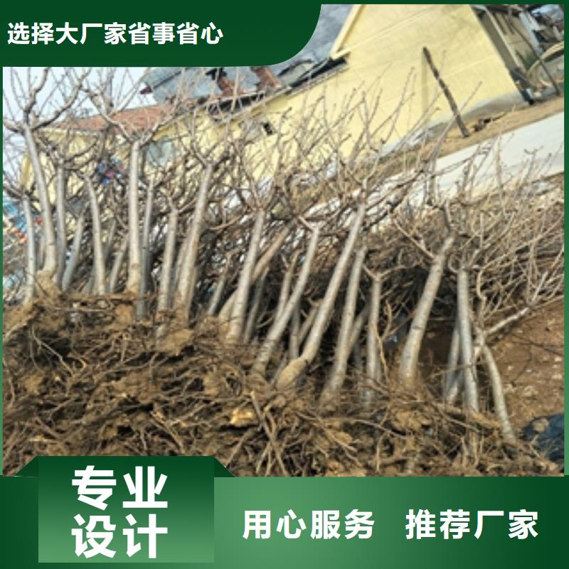 桃树,泰山景松造型景松品质做服务