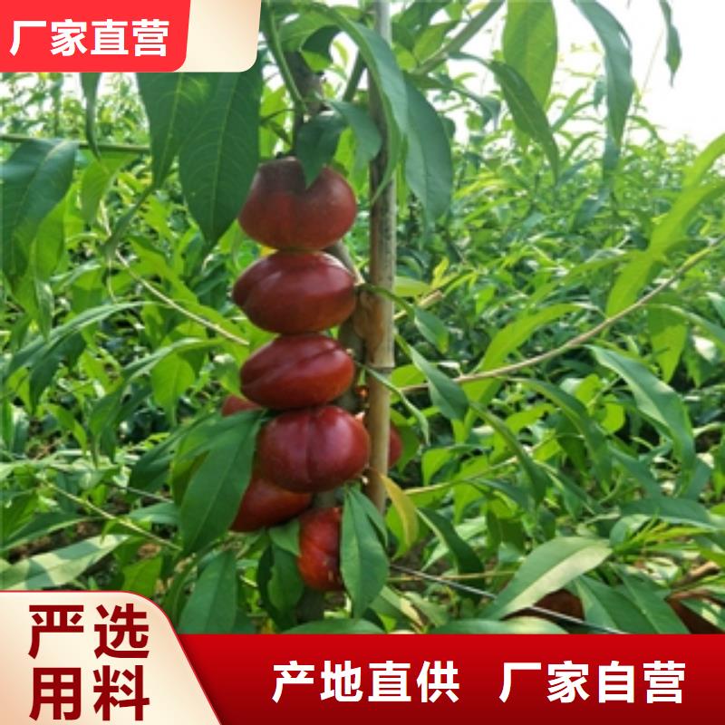桃树_占地果树一个起售