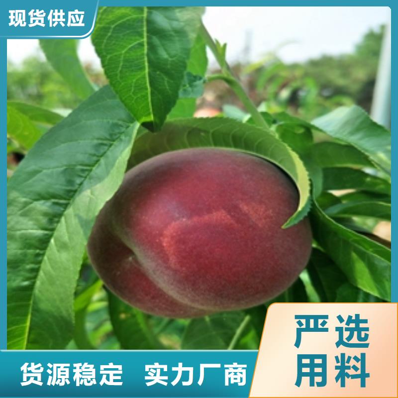 桃树樱桃苗生产经验丰富