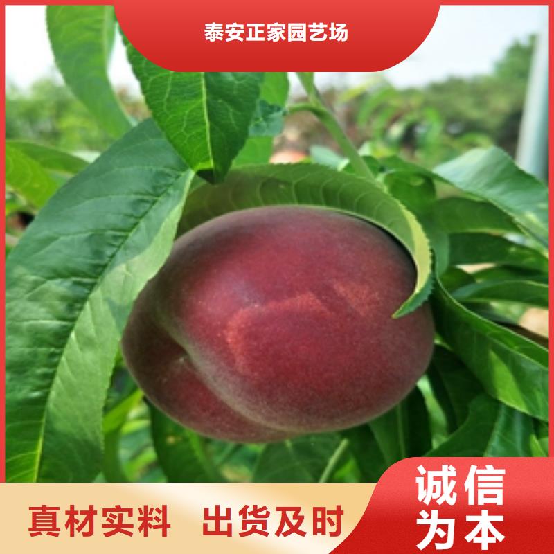 桃树绿化树绿化工程价格低