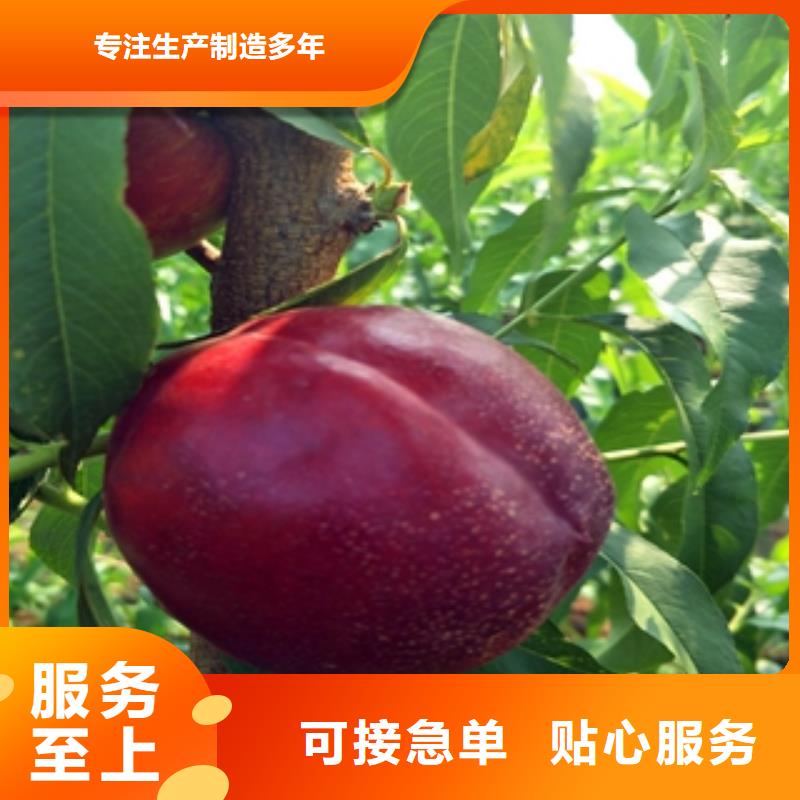 桃树-绿化树绿化工程大厂家实力看得见