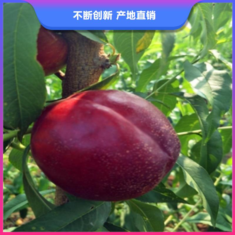 桃树樱桃苗生产经验丰富
