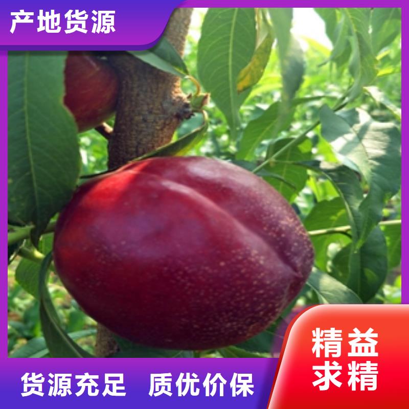 桃树碧桃质检严格