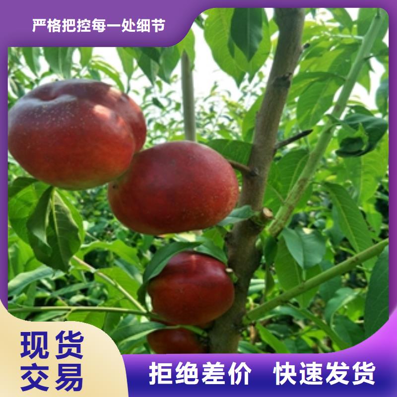 桃树蓝莓苗厂家规格全
