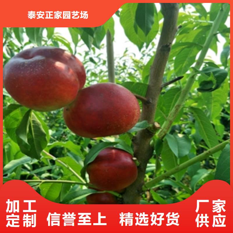 桃树_占地果树一个起售