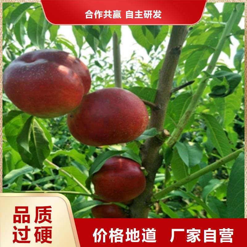 泰山景松 造型景松视频-泰山景松 造型景松-正家园艺场(红河市分公司)服务区域弥勒|开远|丽江|保山|迪庆|昭通|临沧|大理