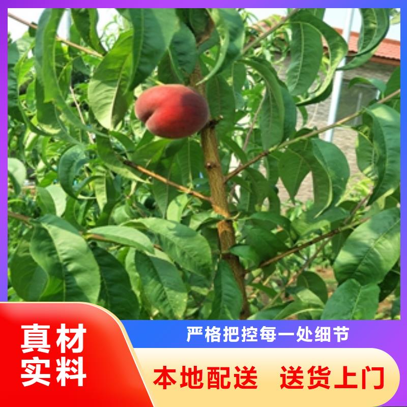 泰山景松 造型景松视频-泰山景松 造型景松_山西省忻州市市场覆盖保德|河曲|晋中|朔州|吕梁|大同|长治等