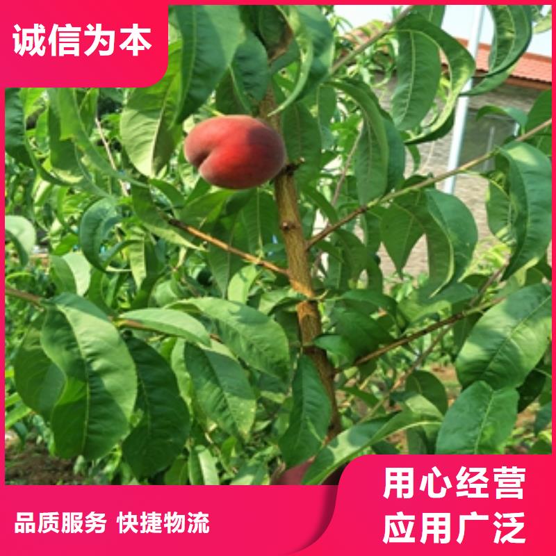 桃树碧桃质检严格
