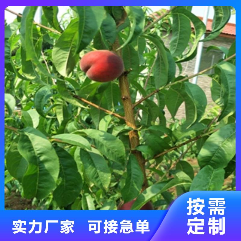 桃树泰山景松造型景松源头直供