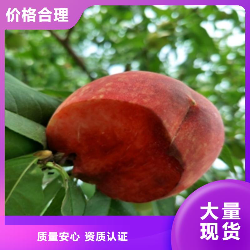 桃树绿化树绿化工程价格低