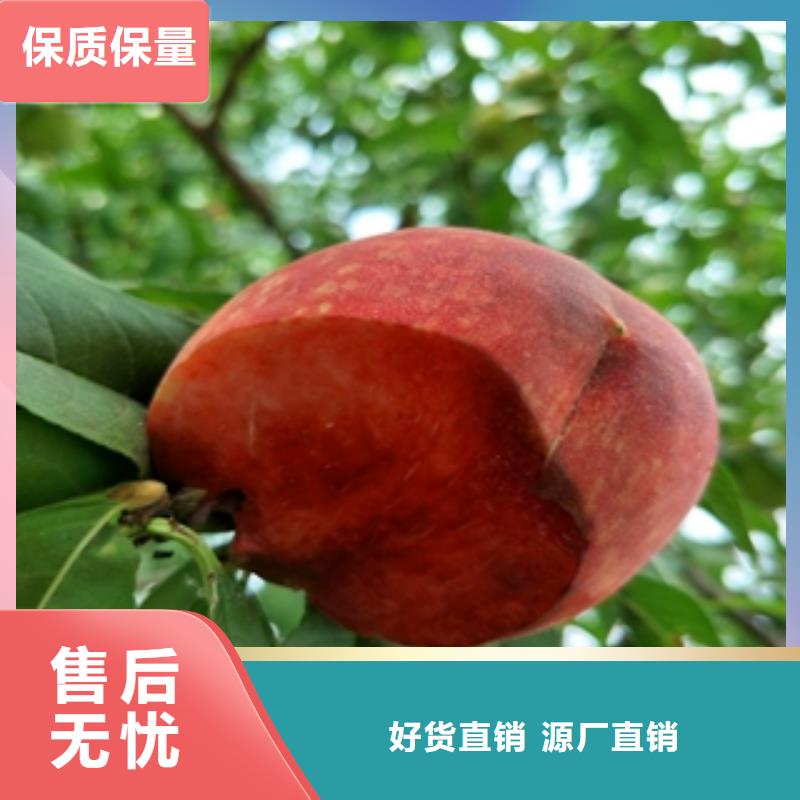 【 桃树-占地果树定制不额外收费】正家泰山景松 造型景松