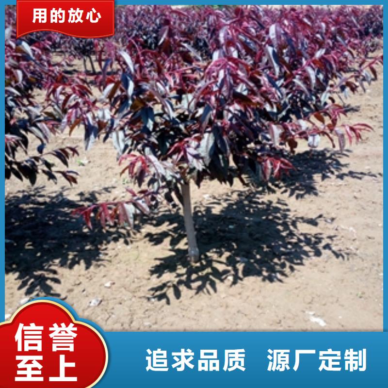 泰山景松 造型景松视频-泰山景松 造型景松-正家园艺场(红河市分公司)服务区域弥勒|开远|丽江|保山|迪庆|昭通|临沧|大理