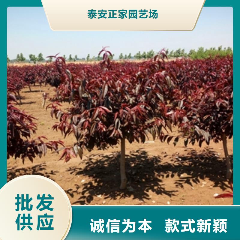 泰山景松 造型景松视频-泰山景松 造型景松_山西省忻州市市场覆盖保德|河曲|晋中|朔州|吕梁|大同|长治等