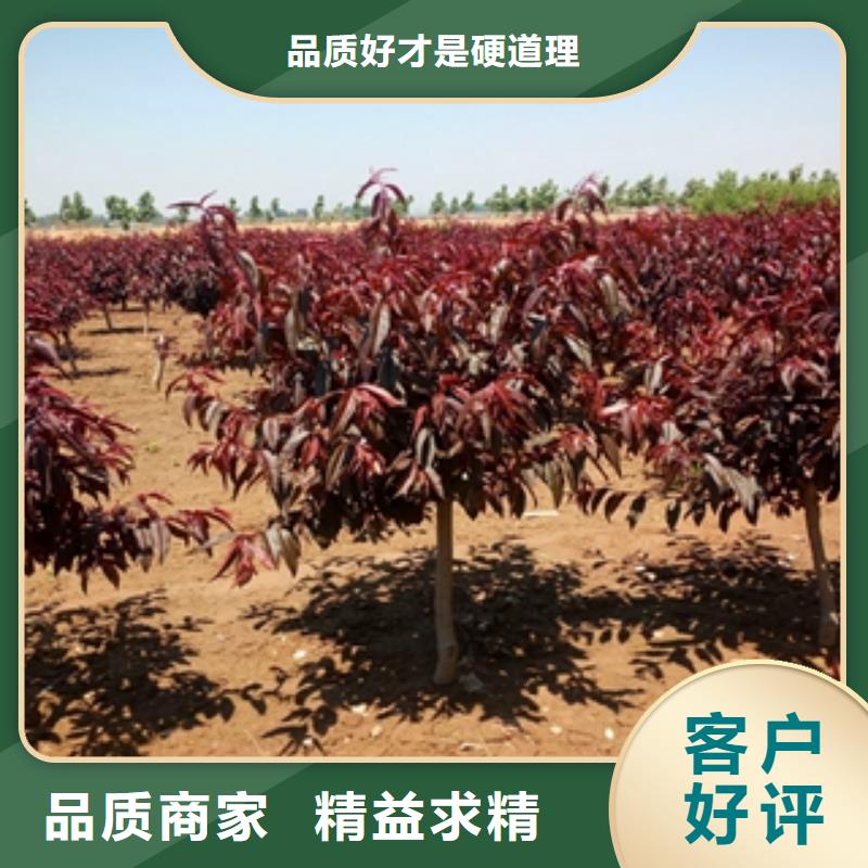 【 桃树-占地果树定制不额外收费】正家泰山景松 造型景松
