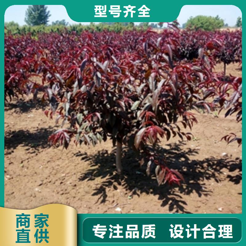 桃树碧桃质检严格
