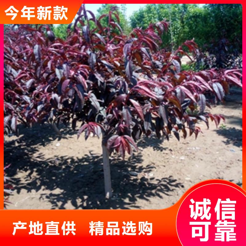 桃树碧桃质检严格