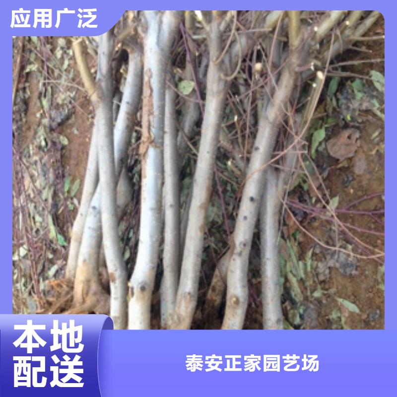 泰山景松 造型景松视频-泰山景松 造型景松-正家园艺场(红河市分公司)服务区域弥勒|开远|丽江|保山|迪庆|昭通|临沧|大理