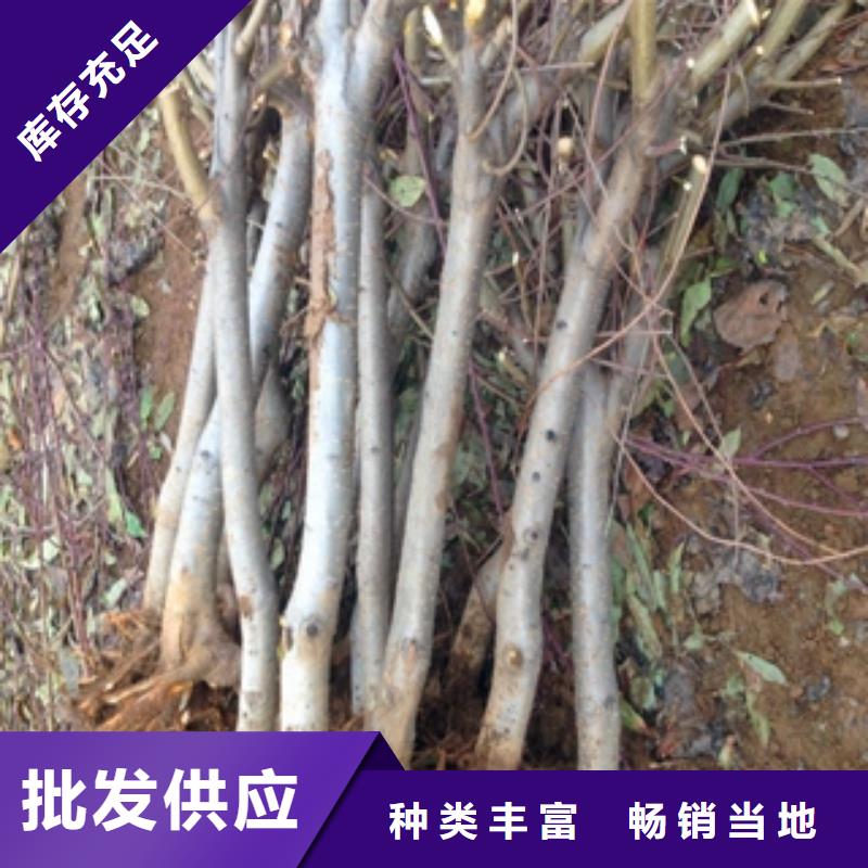 桃树占地果树同行低价